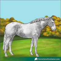 Horse Color:White Spotted Silver Grullo Chinchilla Ice Splash Tobiano 