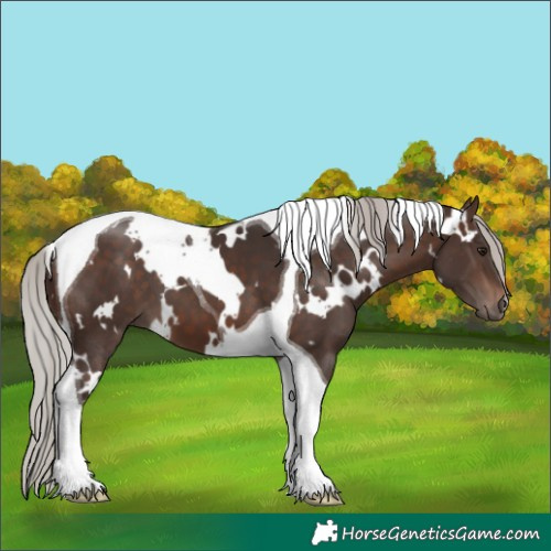 Horse Color:White Spotted Silver Brown Tobiano 