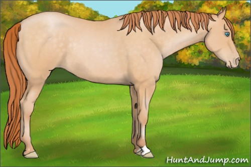 Horse Color:Buckskin Pearl Sabino Rabicano