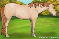 Horse Color:Buckskin Pearl Sabino Rabicano 