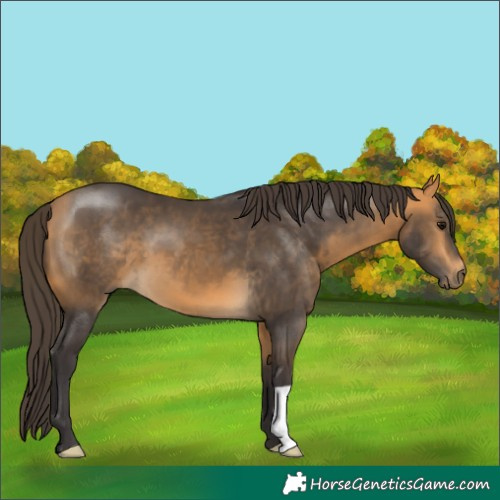 Horse Color:Buckskin 