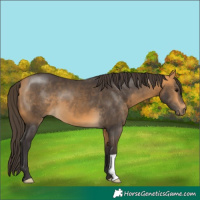 Horse Color:Buckskin