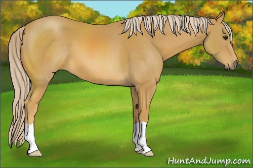 Horse Color:Palomino 