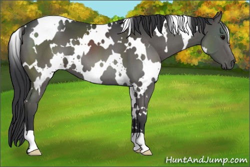 Horse Color:White Spotted Black 