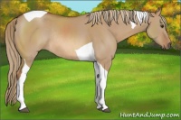 Horse Color:Red Dun Sabino Tobiano Rabicano 