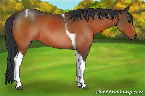 Horse Color:Bay Tobiano Rabicano