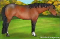 Horse Color:Bay Sabino Rabicano