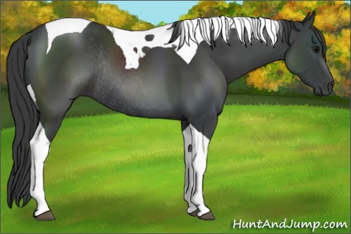 Horse Color:Black Tobiano Rabicano