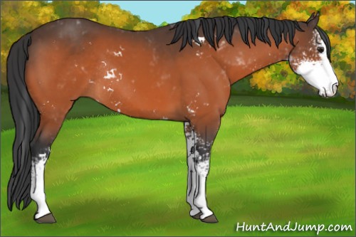 Horse Color:Bay Sabino Rabicano