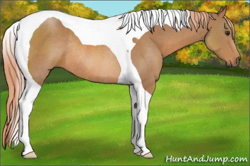 Horse Color:Chestnut Tobiano Rabicano