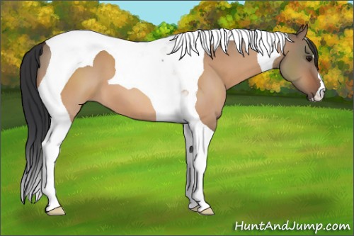 Horse Color:Bay Dun Tobiano 