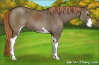Horse Color:Liver Red Dun Sabino Brindle 