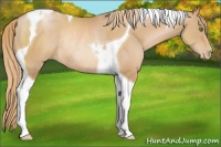 Horse Color:Chestnut Pearl Tobiano Rabicano
