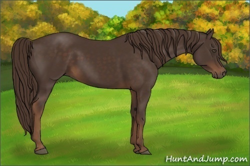 Horse Color:Liver Chestnut 