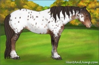 Horse Color:Liver Chestnut Sabino Near Leopard 