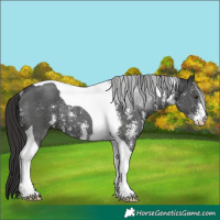 Horse Color:Liver Chestnut Sabino Tobiano Rabicano 