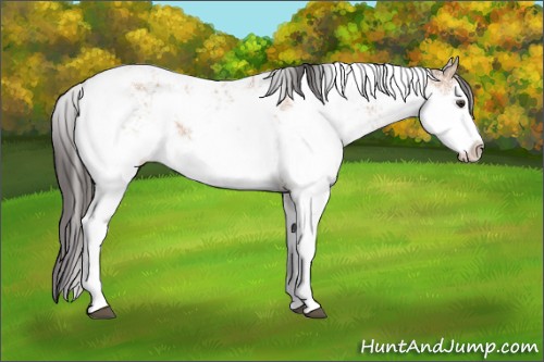 Horse Color:Bay Dun Mushroom Sabino Rabicano