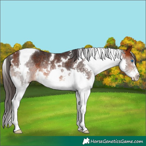 Horse Color:White Spotted Bay Splash Tobiano Rabicano 