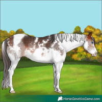 Horse Color:White Spotted Bay Splash Tobiano Rabicano 