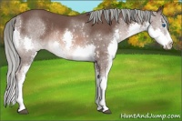Horse Color:Liver Chestnut Mushroom Sabino Splash Rabicano 