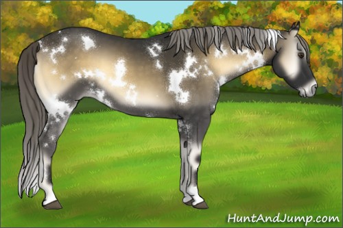 Horse Color:White Spotted Chocolate Palomino Onyx Mushroom 