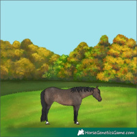 Horse Color:Brown Dun 