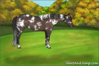 Horse Color:White Spotted Brown 