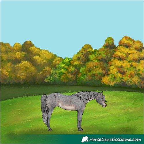 Horse Color:Brown Varnish 