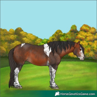Horse Color:Bay Sabino Tobiano 