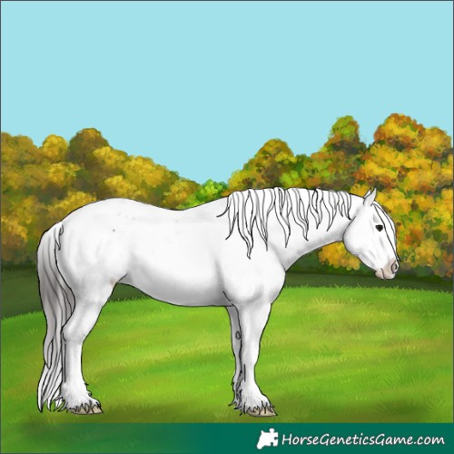Horse Color:Brown Sabino Appaloosa 