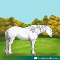 Horse Color:Brown Sabino Appaloosa 