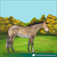 Horse Color:Buckskin Dun Brindle 