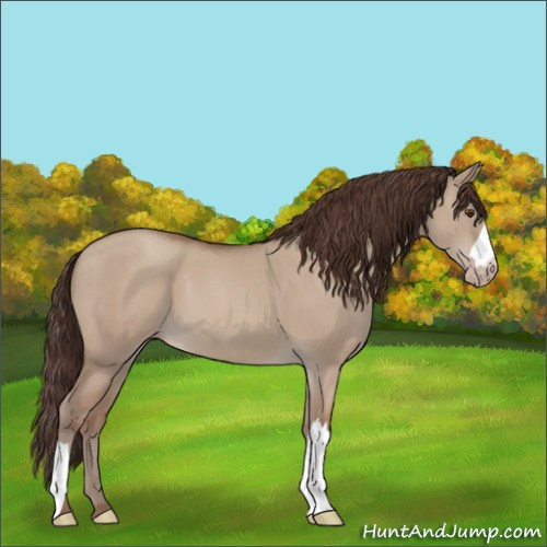 Horse Color:Classic Champagne Dun 