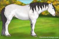 Horse Color:Platinum Sable Champagne Dun Splash Frame Rabicano