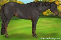 Horse Color:Liver Chestnut Frame 