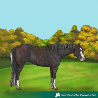 Horse Color:Silver Black  and Black Splash 