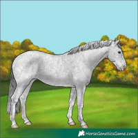 Horse Color:Black Chinchilla Ice Sabino 