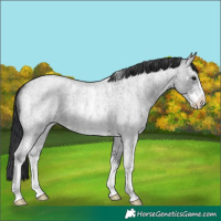 Horse Color:Blue Ice Roan Sabino 