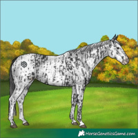 Horse Color:Black  and White Spotted Black 