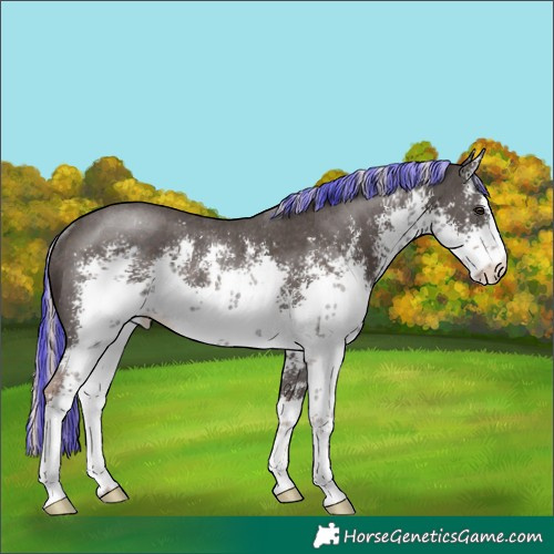 Horse Color:Painted White Spotted Liver Chestnut Mushroom Sabino Rabicano 