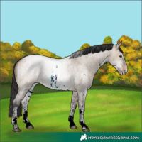 Horse Color:Brown Roan Dun Sabino 