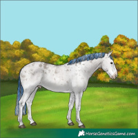 Horse Color:Painted White Spotted Brown Dun Sabino Rabicano 