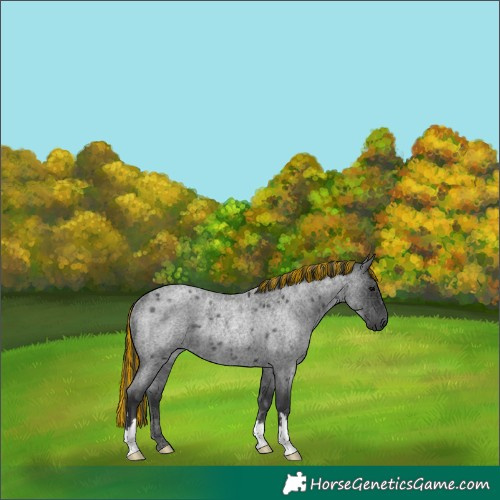 Horse Color:Painted Blue Roan Rabicano