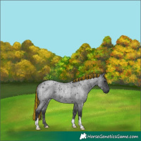 Horse Color:Painted Blue Roan Rabicano 