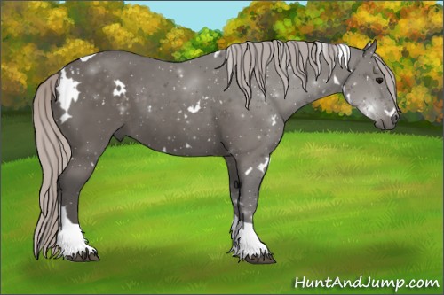 Horse Color:White Spotted Silver Black Tobiano 