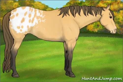 Horse Color:Buckskin Blanket 