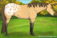 Horse Color:Buckskin Blanket 