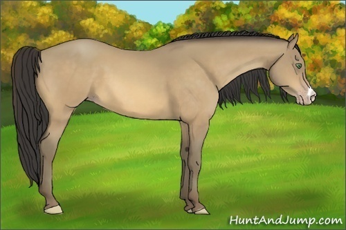 Horse Color:Amber Cream Champagne 
