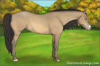Horse Color:Amber Cream Champagne