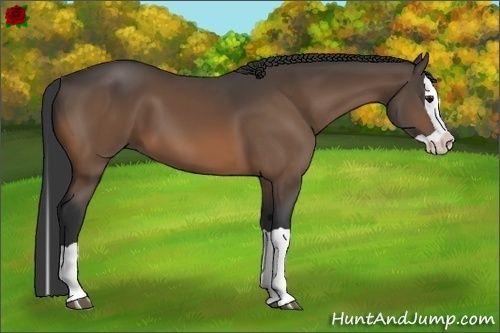 Horse Color:Buckskin Splash 